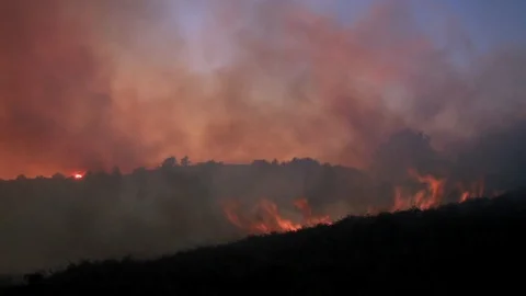 Wildfire in the forest. Trees, bushes, shrubs and grass on fire Stock Footage 99156945