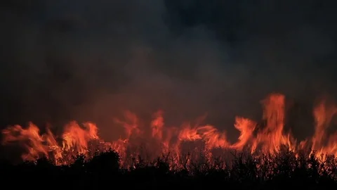 Wildfire in the forest. Trees, bushes, shrubs and grass on fire during the day Video stock 99156952