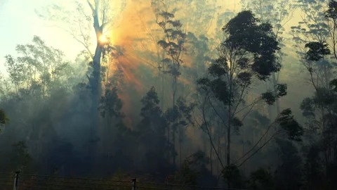 Wildfire with heavy smoke and windy. Stock Footage 248618369