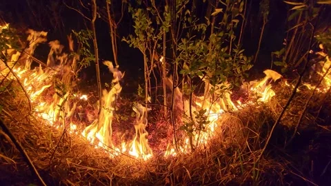 Wildfire ignites dark night, devouring all in its path. Stock Footage 243873480