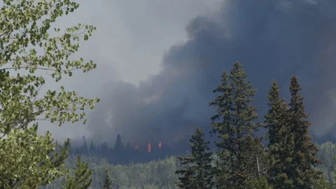 Wildfire leaps through trees with black smoke, B.C., 4k Stock Footage 247379671