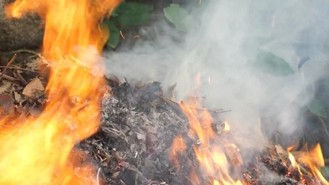 Wildfire Nature Burning Video stock 96067853