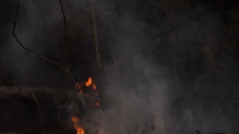 Wildfire Nature Burning Stock Footage 96069051