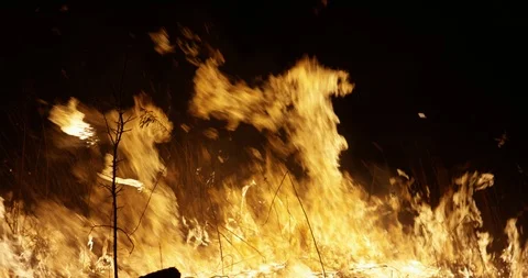 Wildfire at night. Dry grass burning on the field. Burning of straw on the field 動画素材 89959515