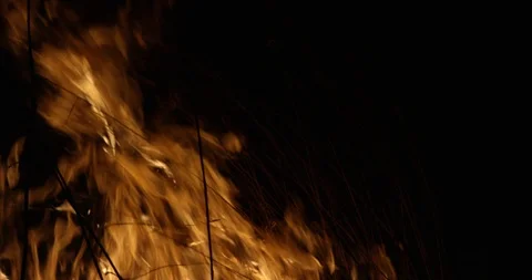 Wildfire at night. Dry grass burning on the field. Burning of straw on the field Video stock 89960470
