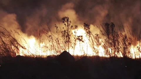 Wildfire at Night Stock Footage 51658895