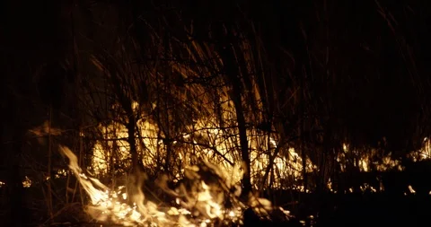 Wildfire at night. Forest burning smoke. Stock Footage 89962408