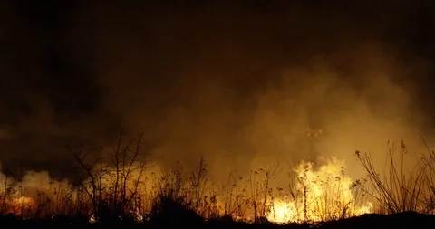 Wildfire at night. Forest burning smoke. 動画素材 89962871