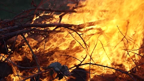 Wildfire or forest fire burning trees, wood, branches in cinematic slow 스톡 동영상 252116852