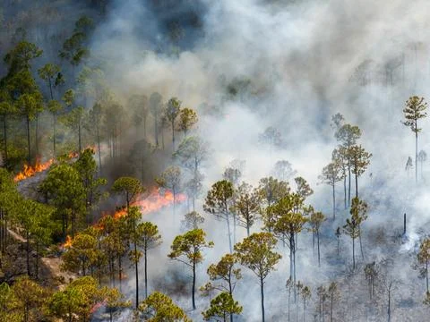 Wildfire outbreak devastates Florida forest, filling the air with smoke and.. Stockfoto's
