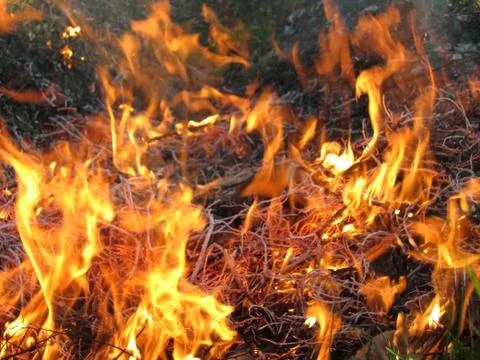 Wildfire outside Stock Photos