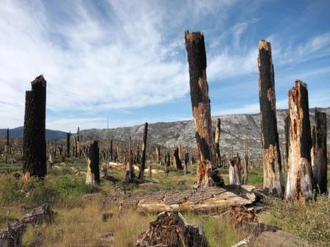 Wildfire Stock Photos