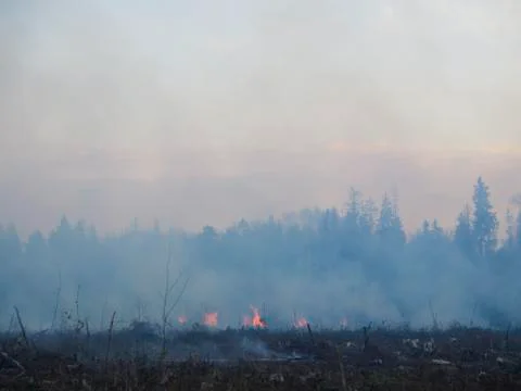 Wildfire Stock Photos