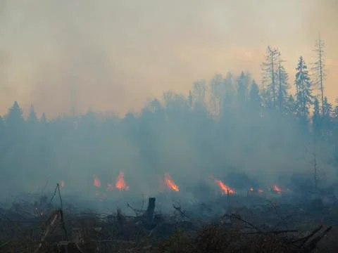 Wildfire 库存照片