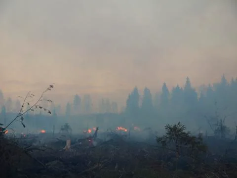 Wildfire Stock Photos