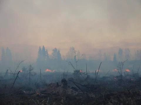 Wildfire Stock Photos