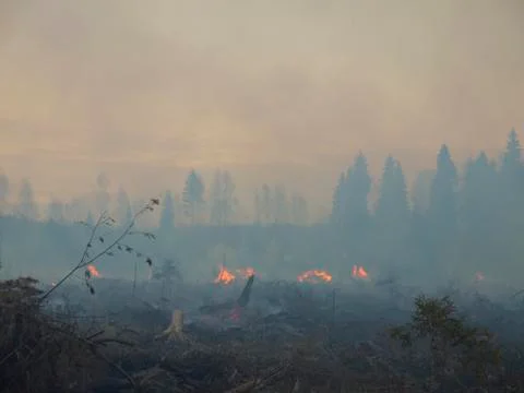 Wildfire Stock Photos