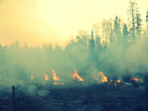 Wildfire 库存照片