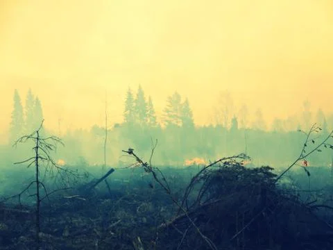 Wildfire  Stock Photos