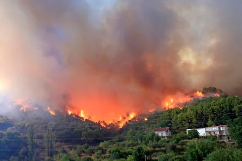 Wildfire Stock Photos