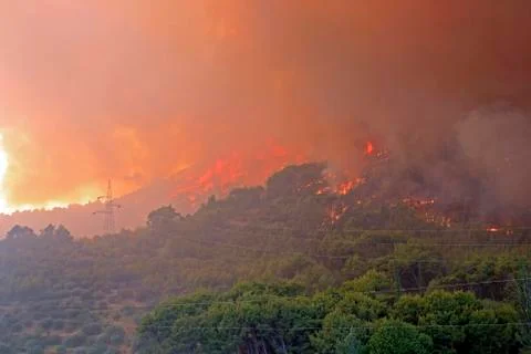 Wildfire Stock Photos