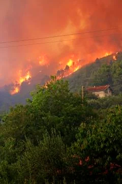 Wildfire Stock Photos