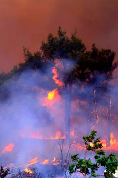 Wildfire Stock Photos