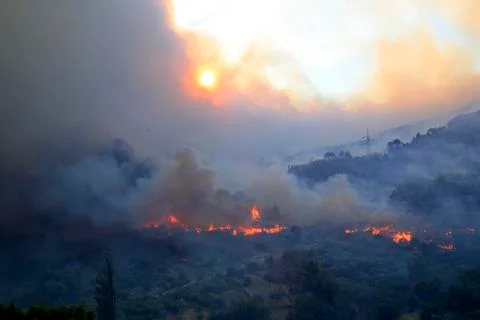 Wildfire Stock Photos