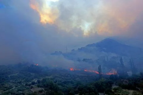 Wildfire Stock Photos