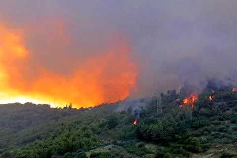 Wildfire Stock Photos