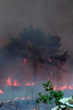 Wildfire Stock Photos