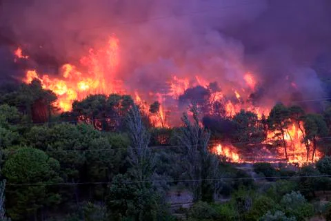 Wildfire Stock Photos