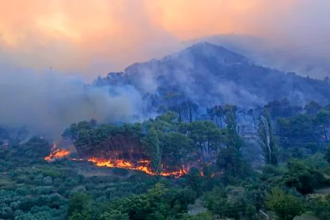 Wildfire Stock Photos