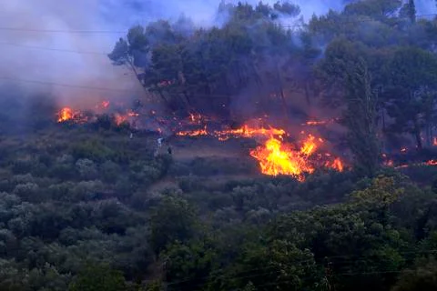 Wildfire Stock Photos