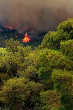 Wildfire Stock Photos