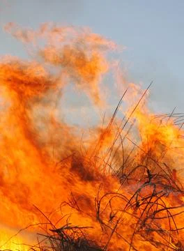 Wildfire Stock Photos