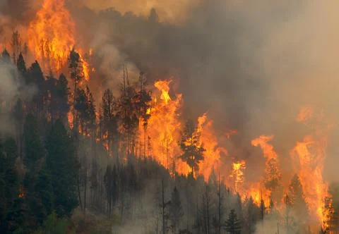 Wildfire Stock Photos