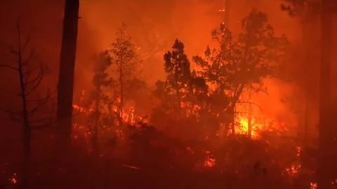 A wildfire rages in a forest. Stock Footage 74796840