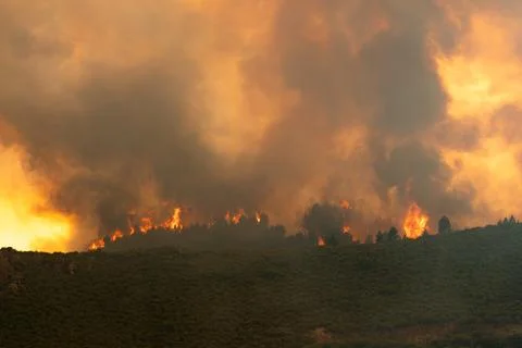 Wildfire raging across forest causing environmental destruction Stock Photos