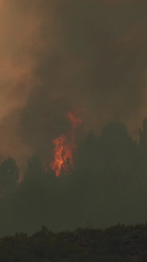Wildfire raging in spanish forest with flames and smoke Vidéo 340419506