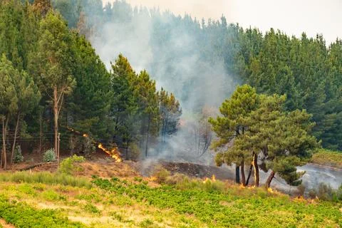 Wildfire raging through forest and vineyard Stock Photos