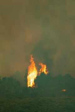 Wildfire raging through forest consuming trees 写真素材