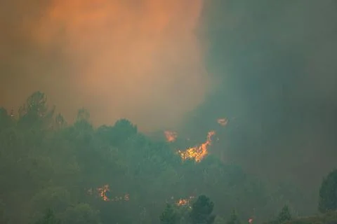 Wildfire raging through forest creating dark smoke Stock Photos