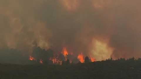 Wildfire raging through forest, destroying vegetation and creating massive smoke Video stock 315170414