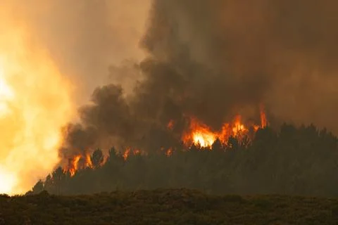 Wildfire raging through pine forest with burning smoke Stock Photos