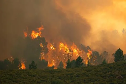 Wildfire raging through pine forest creating thick smoke Stock Photos