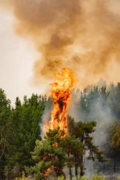 Wildfire raging through pine forest creating huge smoke plumes Stock Photos