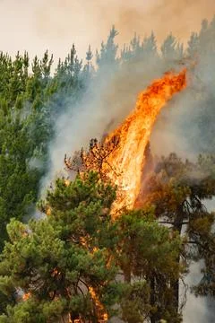 Wildfire raging through pine forest creating thick smoke 写真素材