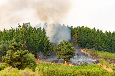 Wildfire ravaging pine forest in spain causing destruction Stock Photos