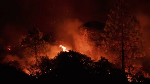 Wildfire Silhouette by night time darkness racing through forested area. Stock Footage 201877016